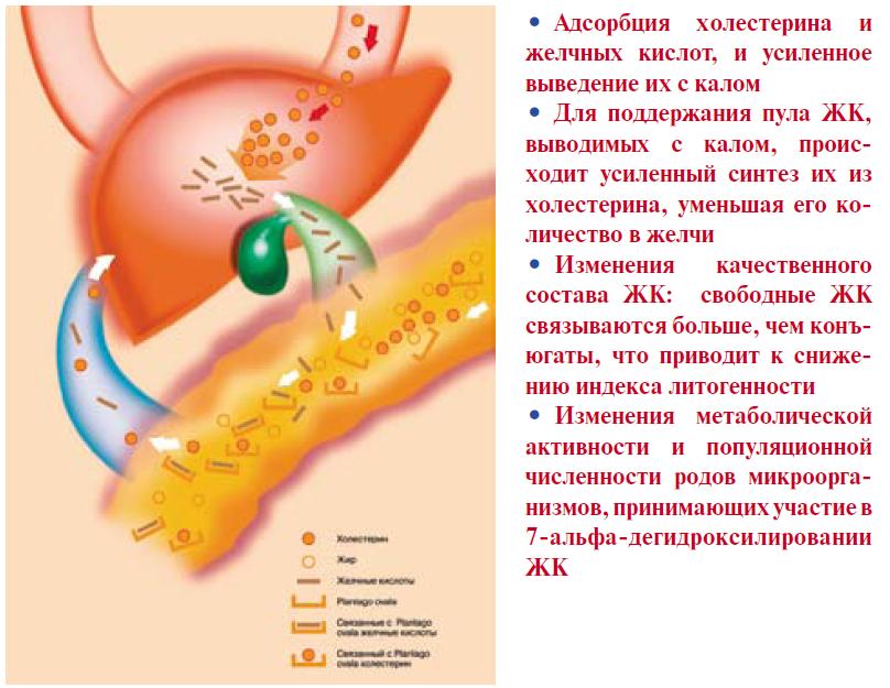 Адсорбция псиллиумом желчных кислот и холестерина