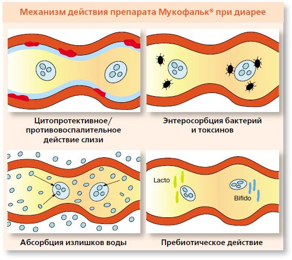 Механизм действия препарата Мукофальк при диарее