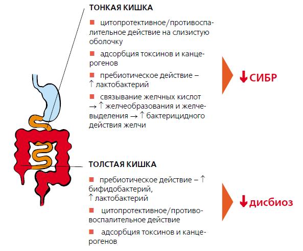 Сибр кишечника симптомы и лечение. СИБР В кишечнике. Синдром избыточного бактериального роста в тонком кишечнике. СИБР В тонкой кишке что это такое. СИБР симптомы.